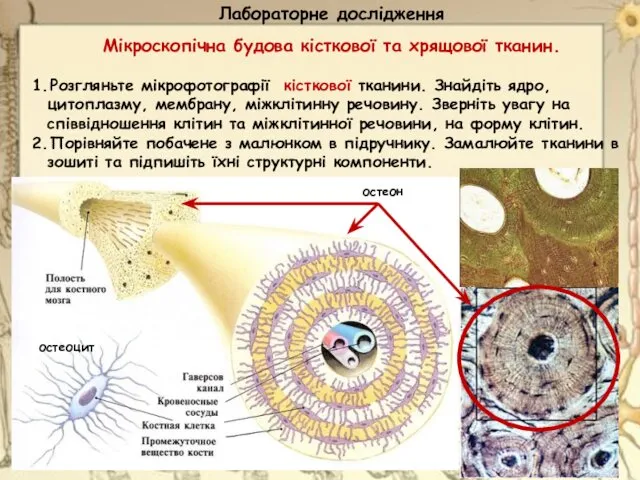 Лабораторне дослідження Мікроскопічна будова кісткової та хрящової тканин. 1. Розгляньте мікрофотографії