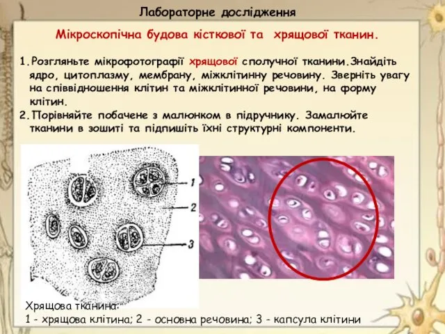 Лабораторне дослідження Мікроскопічна будова кісткової та хрящової тканин. 1. Розгляньте мікрофотографії