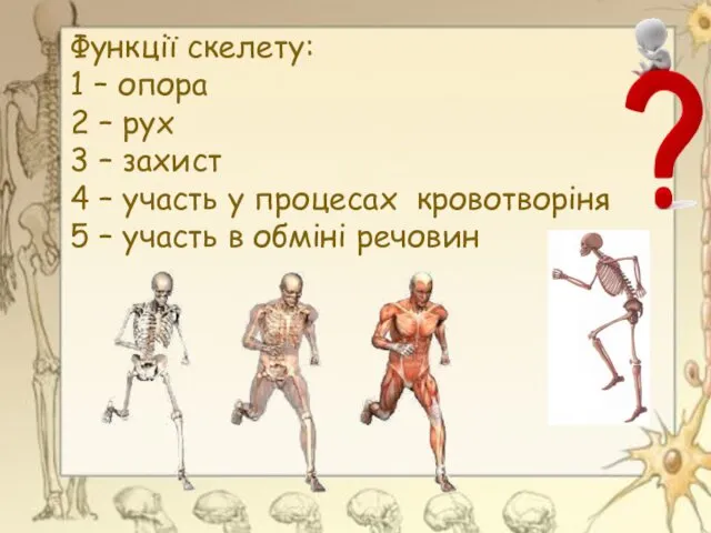 Функції скелету: 1 – опора 2 – рух 3 – захист