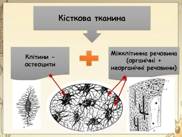 Кісткова тканина Клітини - остеоцити Міжклітинна речовина (органічні + неорганічні речовини)