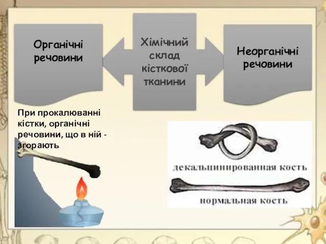 При прокалюванні кістки, органічні речовини, що в ній - згорають Хімічний