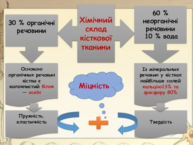 Хімічний склад кісткової тканини 30 % органічні речовини 60 % неорганічні