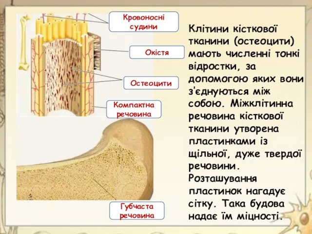 Клітини кісткової тканини (остеоцити) мають численні тонкі відростки, за допомогою яких