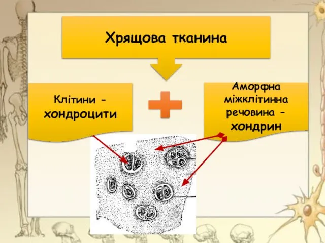 Хрящова тканина Клітини - хондроцити Аморфна міжклітинна речовина -хондрин