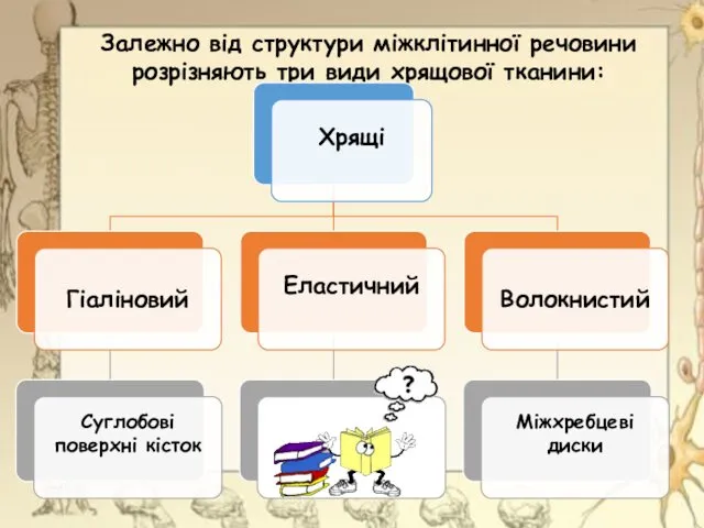 Залежно від структури міжклітинної речовини розрізняють три види хрящової тканини: