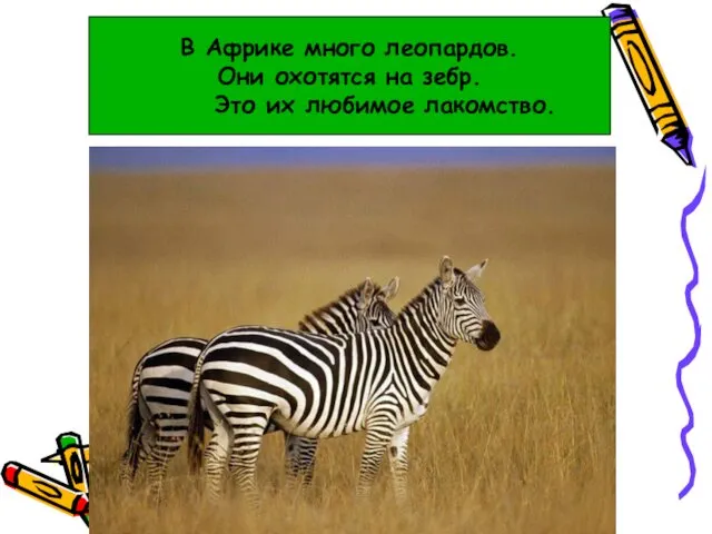 В Афреке много леопардов. Они охотятся на зебров. Это ихнее любимое