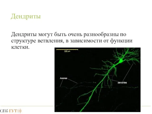 Дендриты Дендриты могут быть очень разнообразны по структуре ветвления, в зависимости от функции клетки.