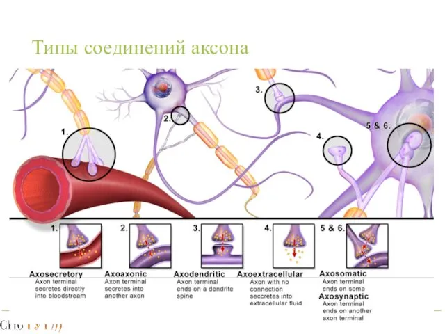 Типы соединений аксона