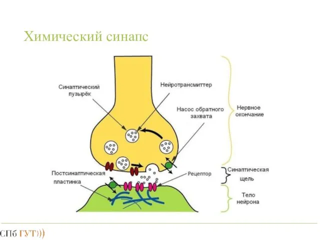 Химический синапс