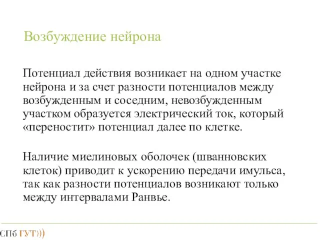 Возбуждение нейрона Потенциал действия возникает на одном участке нейрона и за