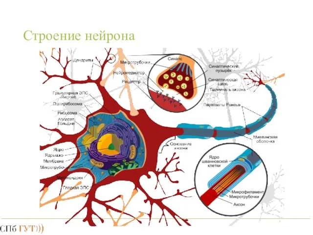 Строение нейрона
