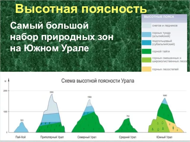 Высотная поясность Самый большой набор природных зон на Южном Урале