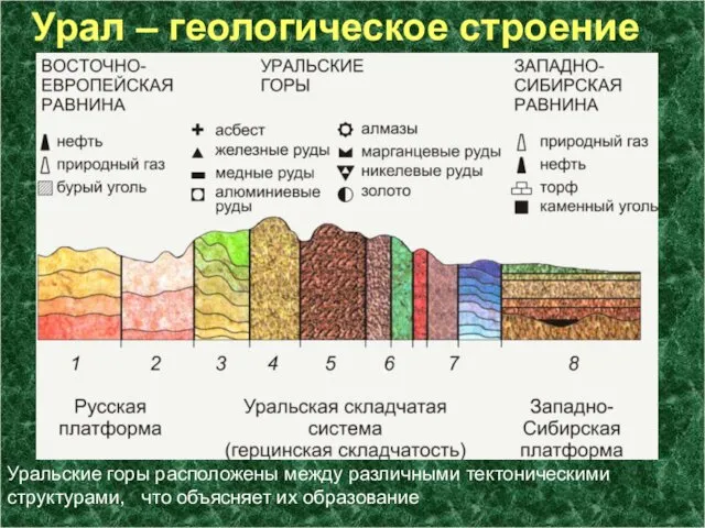 Урал – геологическое строение Уральские горы расположены между различными тектоническими структурами, что объясняет их образование