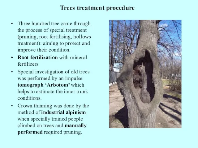 Trees treatment procedure Three hundred tree came through the process of