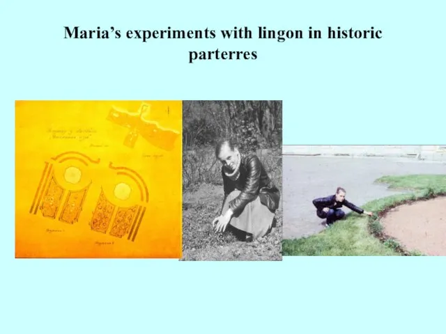 Maria’s experiments with lingon in historic parterres