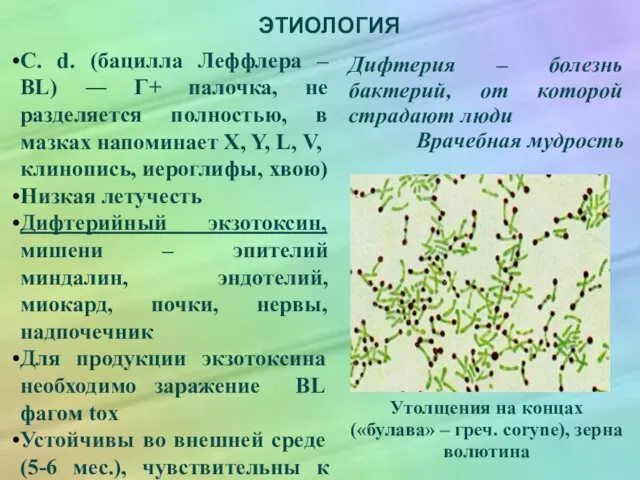 ЭТИОЛОГИЯ C. d. (бацилла Леффлера – BL) ― Г+ палочка, не