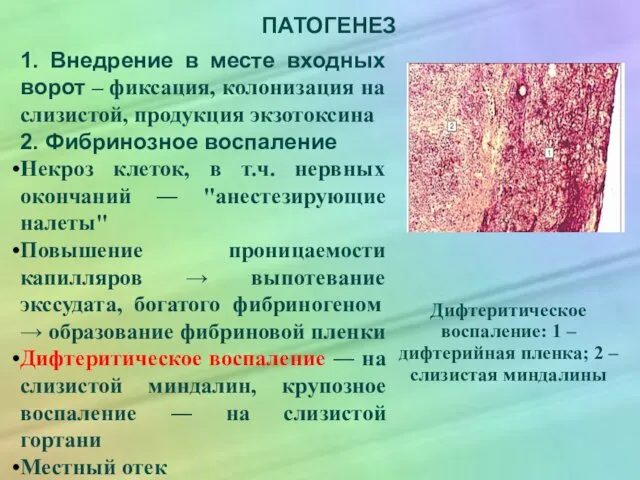 ПАТОГЕНЕЗ 1. Внедрение в месте входных ворот – фиксация, колонизация на