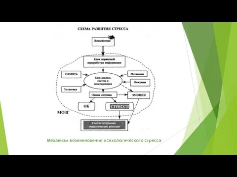 Механизм возникновения психологического стресса