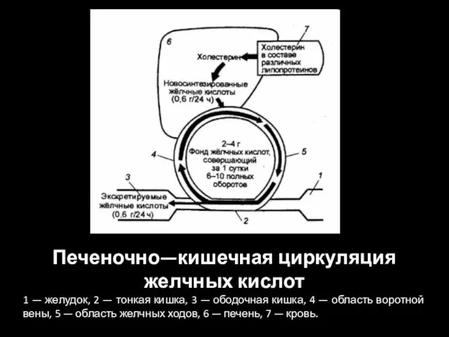 Печеночно—кишечная циркуляция желчных кислот 1 — желудок, 2 — тонкая кишка,