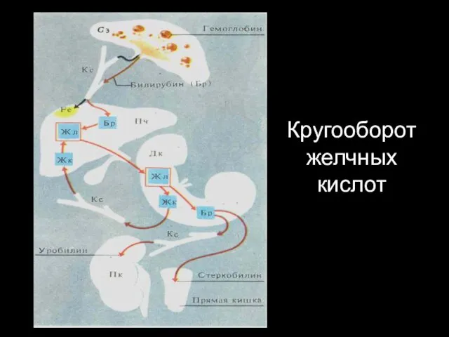 Кругооборот желчных кислот