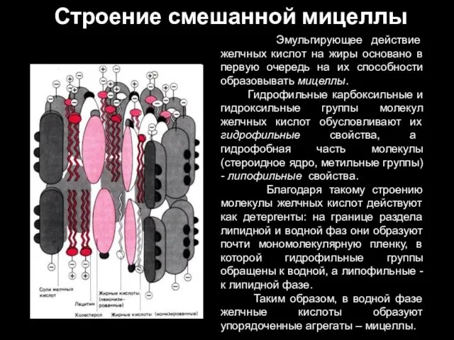 Строение смешанной мицеллы Эмульгирующее действие желчных кислот на жиры основано в