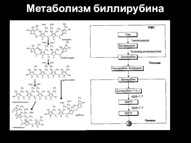 Метаболизм биллирубина