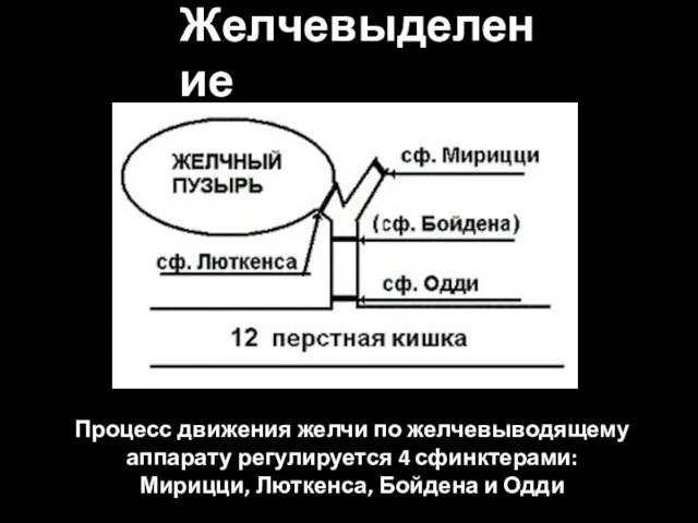 Процесс движения желчи по желчевыводящему аппарату регулируется 4 сфинктерами: Мирицци, Люткенса, Бойдена и Одди Желчевыделение