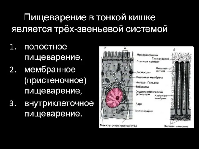 Пищеварение в тонкой кишке является трёх-звеньевой системой полостное пищеварение, мембранное (пристеночное) пищеварение, внутриклеточное пищеварение.