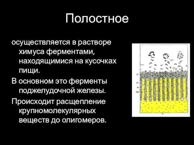 Полостное осуществляется в растворе химуса ферментами, находящимися на кусочках пищи. В