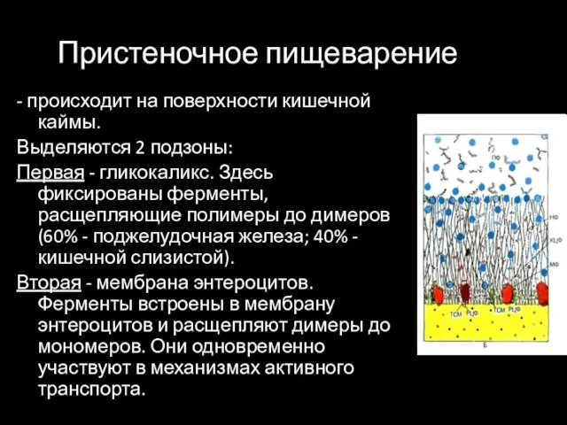 Пристеночное пищеварение - происходит на поверхности кишечной каймы. Выделяются 2 подзоны: