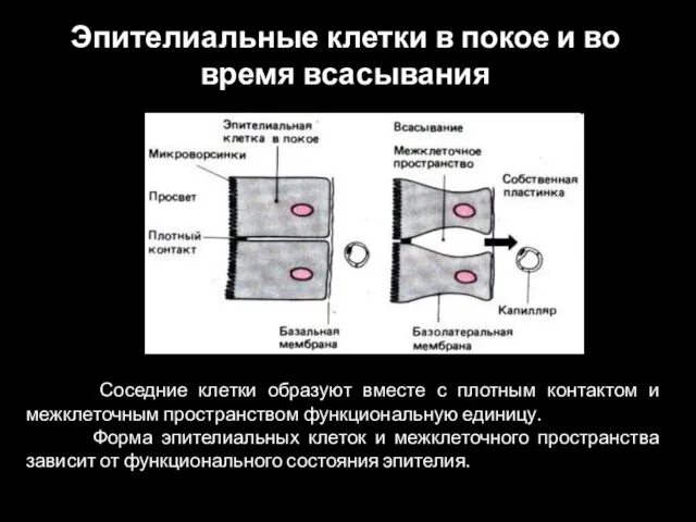 Соседние клетки образуют вместе с плотным контактом и межклеточным пространством функциональную