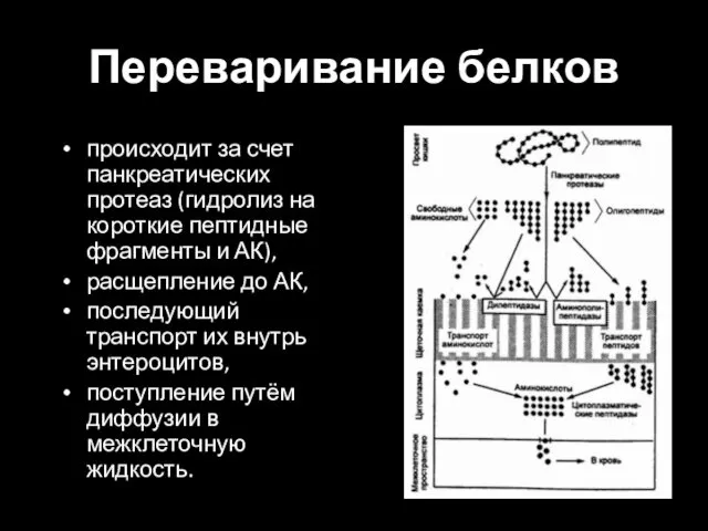 Переваривание белков происходит за счет панкреатических протеаз (гидролиз на короткие пептидные