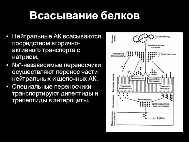 Всасывание белков Нейтральные АК всасываются посредством вторично-активного транспорта с натрием. Na+-независимые