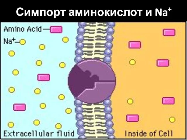 Симпорт аминокислот и Na+