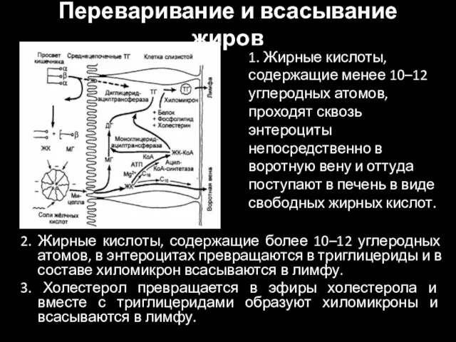 Переваривание и всасывание жиров 2. Жирные кислоты, содержащие более 10–12 углеродных