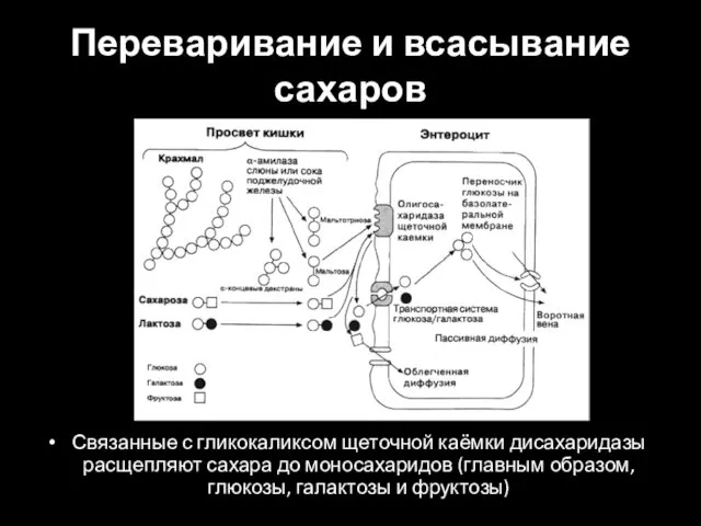 Переваривание и всасывание сахаров Связанные с гликокаликсом щеточной каёмки дисахаридазы расщепляют