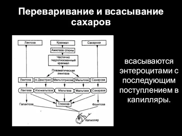 Переваривание и всасывание сахаров всасываются энтероцитами с последующим поступлением в капилляры.