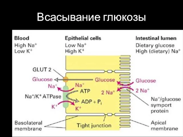 Всасывание глюкозы