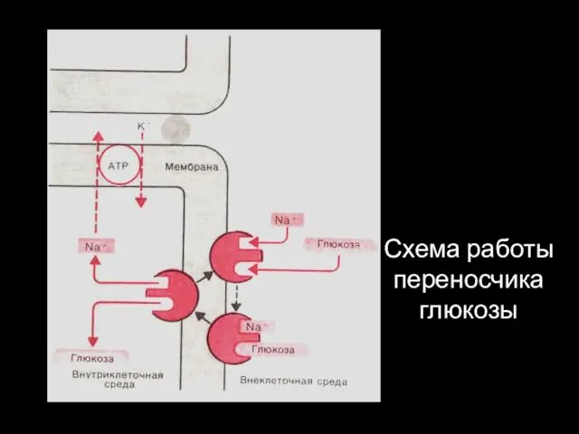 Схема работы переносчика глюкозы