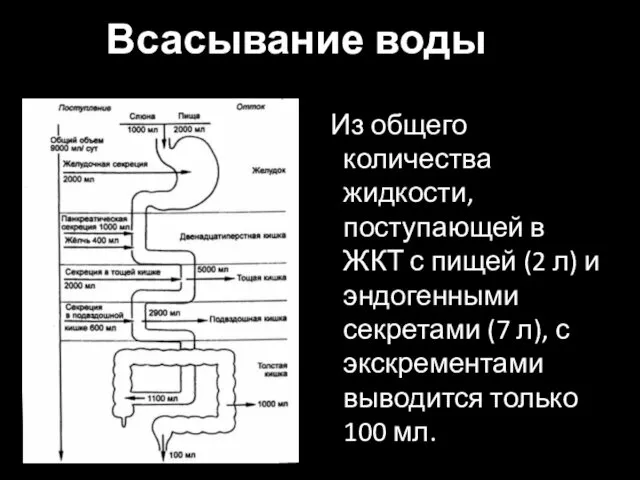 Всасывание воды Из общего количества жидкости, поступающей в ЖКТ с пищей