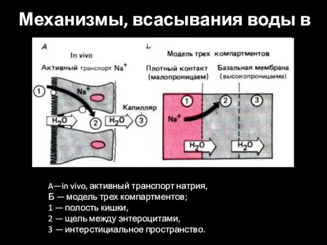 A—in vivo, активный транспорт натрия, Б — модель трех компартментов; 1