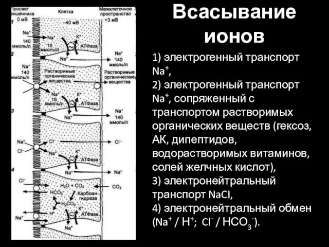 Всасывание ионов 1) электрогенный транспорт Na+, 2) электрогенный транспорт Na+, сопряженный