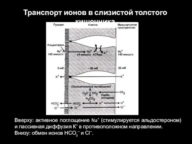 Вверху: активное поглощение Na+ (стимулируется альдостероном) и пассивная диффузия К+ в