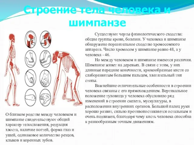 Существуют черты физиологического сходства: общие группы крови, болезни. У человека и