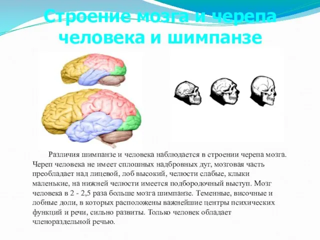 Различия шимпанзе и человека наблюдается в строении черепа мозга. Череп человека