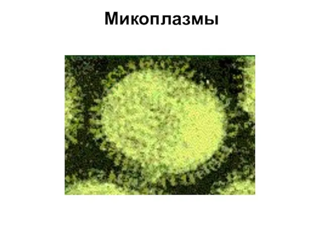 Микоплазмы