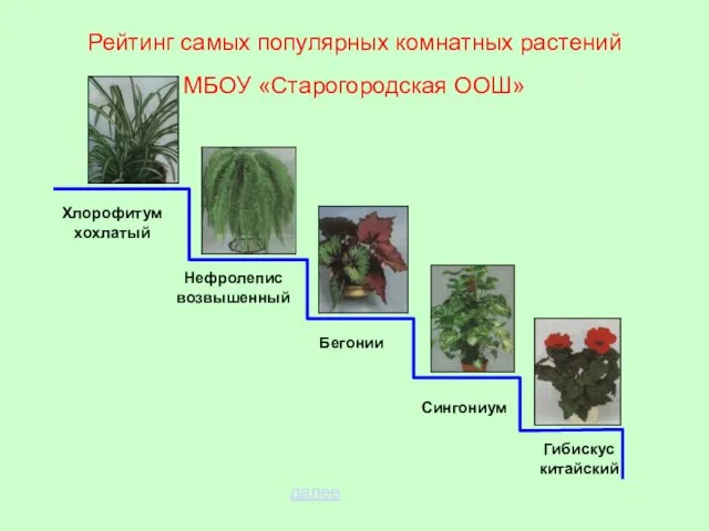 Рейтинг самых популярных комнатных растений МБОУ «Старогородская ООШ» Хлорофитум хохлатый Нефролепис