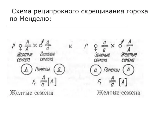 Схема реципрокного скрещивания гороха по Менделю: