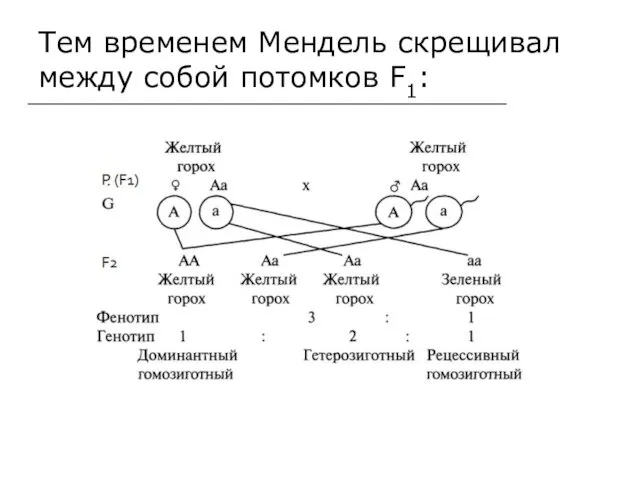 Тем временем Мендель скрещивал между собой потомков F1: