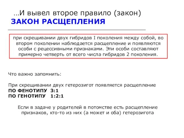 …И вывел второе правило (закон) ЗАКОН РАСЩЕПЛЕНИЯ при скрещивании двух гибридов